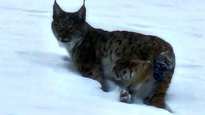 Bitlis’in Hizan ilçesinde nesli tükenme tehlikesi altında olan vaşak görüntülendi.