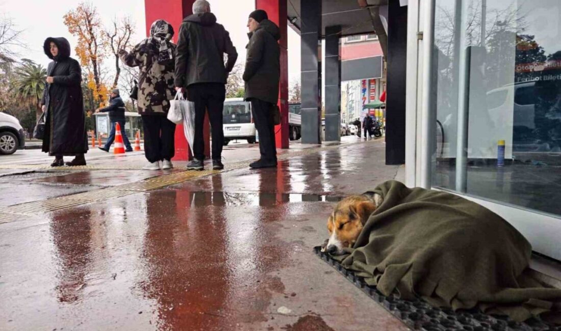 SAMSUN (İHA) – Samsun’da vatandaşlar dondurucu soğukta titreyen sokak köpeğine