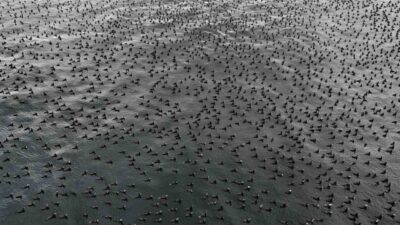 İstanbul’da etkisini artıran soğuk hava, Boğaz’ın doğal yaşamında dikkat çeken