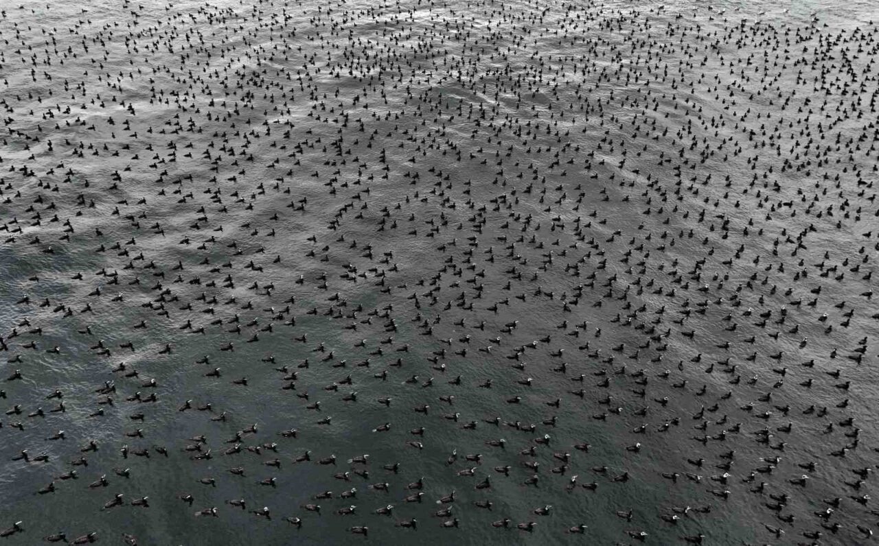 İstanbul’da etkisini artıran soğuk hava, Boğaz’ın doğal yaşamında dikkat çeken