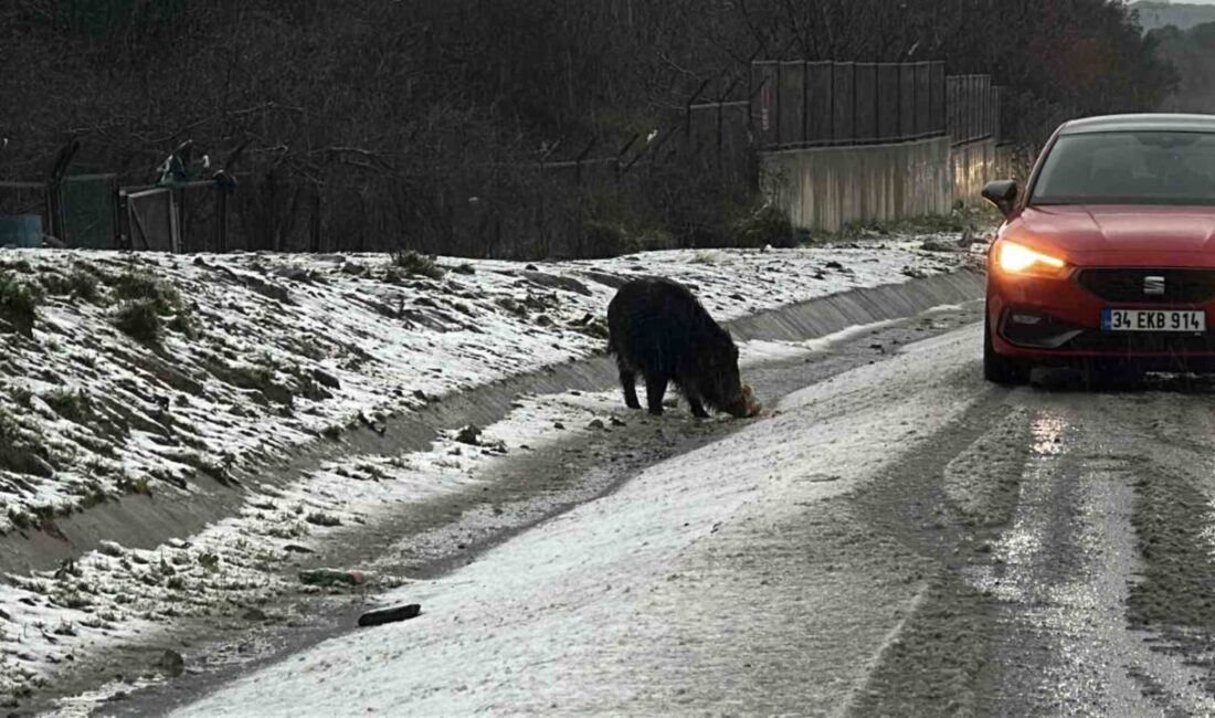 İstanbul’da doğada yiyecek bulmakta zorlanan yaban domuzu Hasdal-Kemerburgaz yoluna indi.