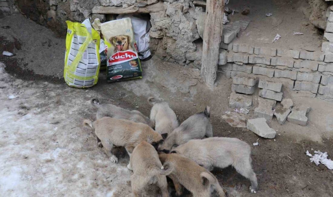 Erzurum’un Oltu ilçesinde eski bir evin çatısında dünyaya gelen sokak