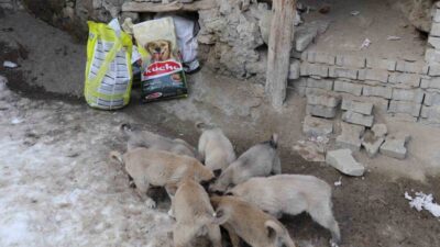 Erzurum’un Oltu ilçesinde eski bir evin çatısında dünyaya gelen sokak