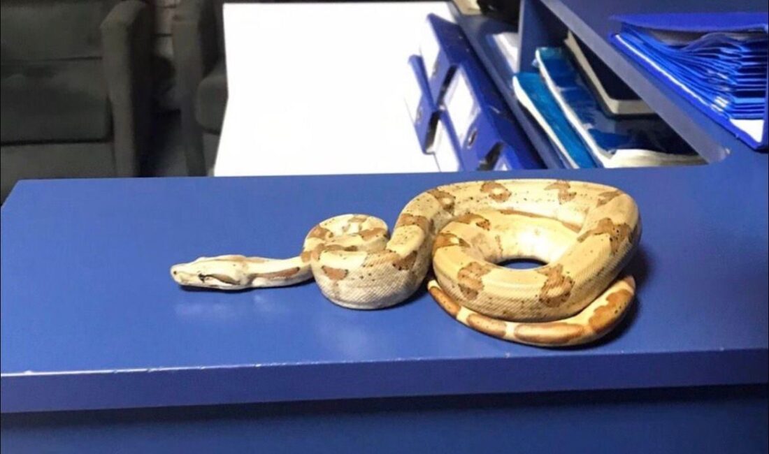 İzmir’in Karşıyaka ilçesinde bir kafede elinde yılanla dolaşan şahıs, polis