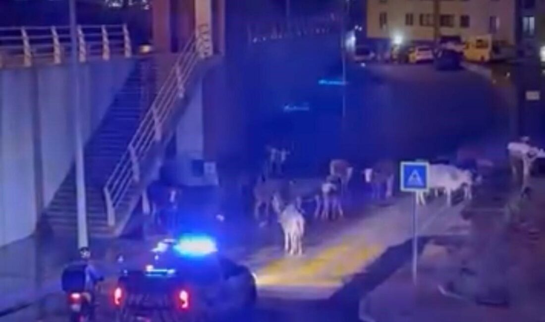 İzmir’in Çiğli ilçesinde yolu kapatan sürüyü uzaklaştırmak isteyen polis ekiplerinin