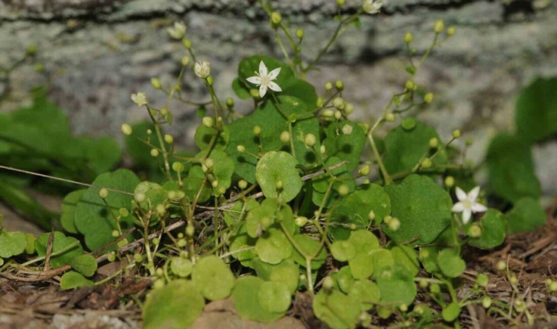 Gerçekleştirdiği çalışmalarla pek çok yeni bitki türünün keşfedilmesinde rol oynayan