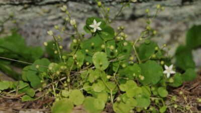 Gerçekleştirdiği çalışmalarla pek çok yeni bitki türünün keşfedilmesinde rol oynayan