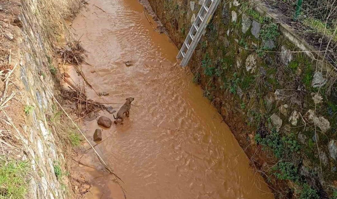 Aydın’ın Efeler ilçesinde sulama kanalına düşen köpeği Aydın Büyükşehir Belediyesi