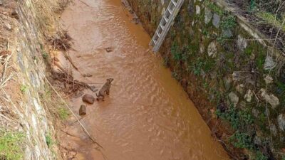 Aydın’ın Efeler ilçesinde sulama kanalına düşen köpeği Aydın Büyükşehir Belediyesi