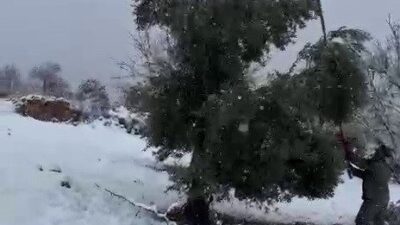 Adıyaman’da, birkaç gündür etkili olan kar yağışına dayanamayan bazı ağaçlar