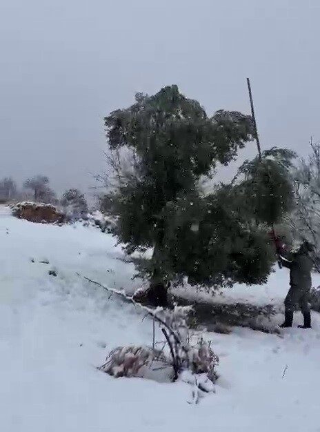 Adıyaman’da, birkaç gündür etkili olan kar yağışına dayanamayan bazı ağaçlar