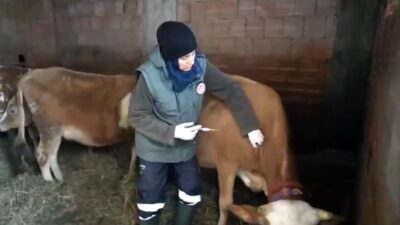 Trabzon İl Tarım ve Orman Müdürlüğü ekipleri, Trabzon’un zorlu ve