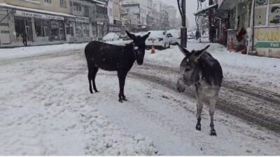 Diyarbakır’ın Çermik ilçesinde sosyal medya üzerinden sahipsiz iki eşeği karlar