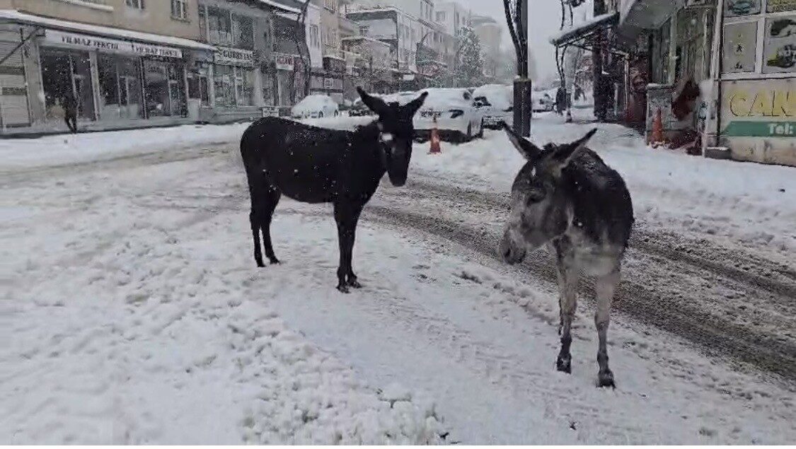 Diyarbakır’ın Çermik ilçesinde sosyal medya üzerinden sahipsiz iki eşeği karlar