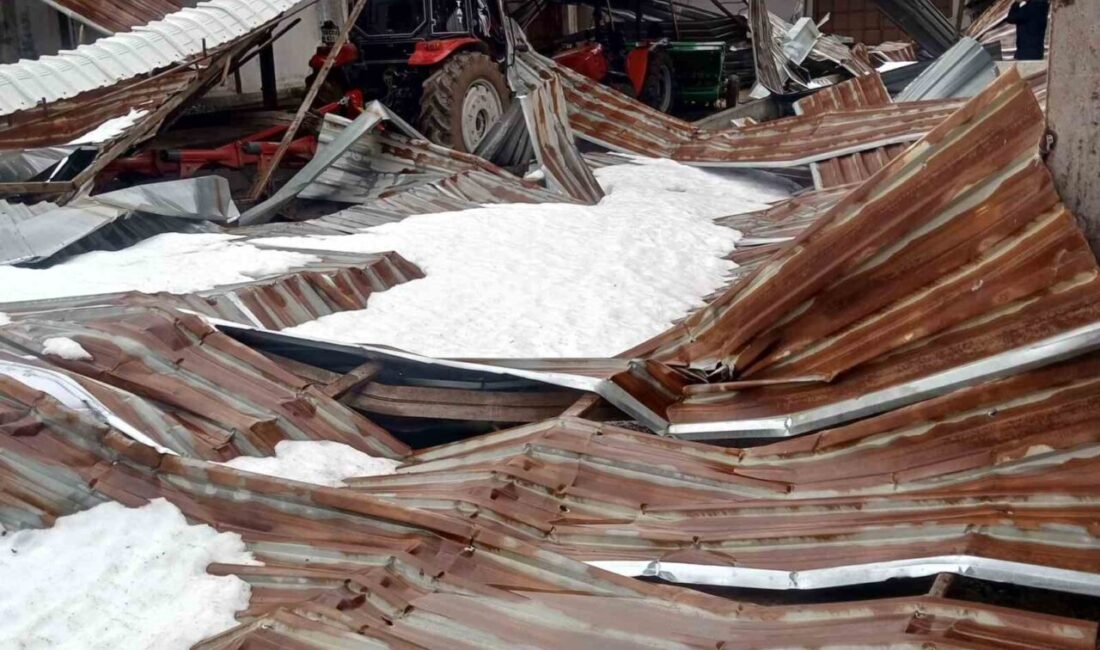 Karabük’te etkili olan kar yağışı nedeniyle bir mandıranın çatısı çökerken,