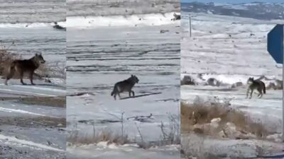 KIRŞEHİR (İHA) – Kırşehir’in Çiçekdağı ilçesinde etkili olan kar yağışının