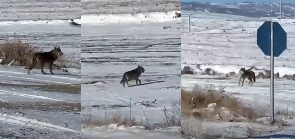 KIRŞEHİR (İHA) – Kırşehir’in Çiçekdağı ilçesinde etkili olan kar yağışının