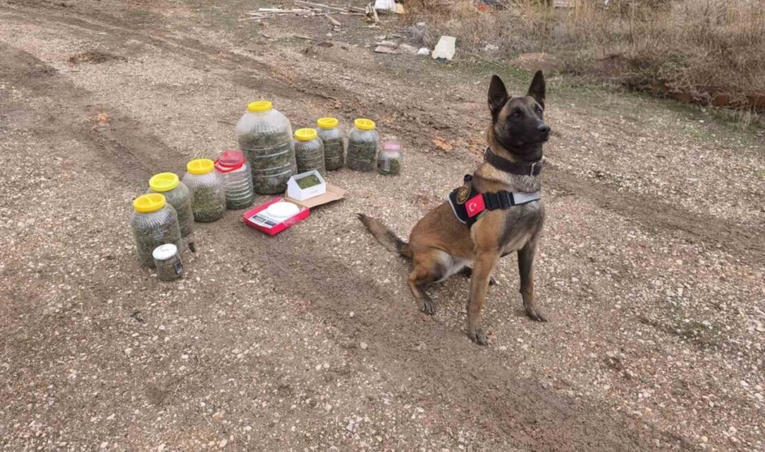 Karaman’da polisin bir evde narkotik köpeğiyle yaptığı aramada esrar ve