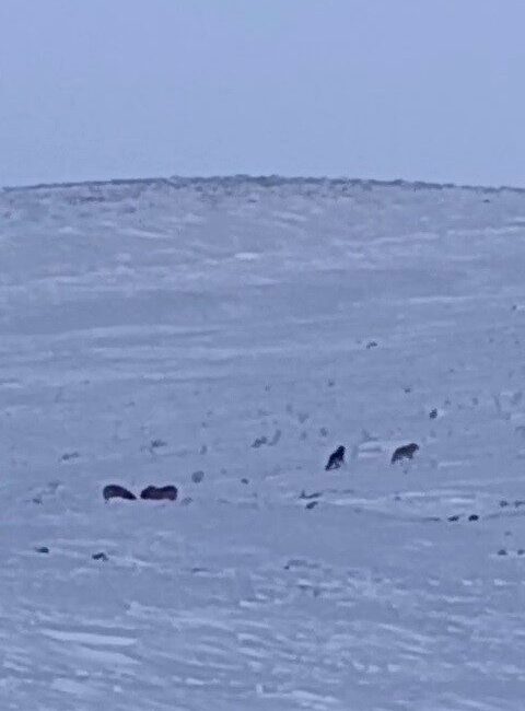 Erzurum’un Karayazı ilçesinde, gündüz saatlerinde meydana gelen olayda, aç kalan