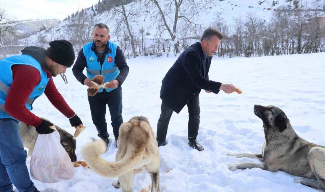 Adana’nın yüksek rakımlı bölgelerinde karla kaplanan yayla ve ormanlık alanlardaki