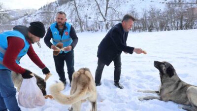 Adana’nın yüksek rakımlı bölgelerinde karla kaplanan yayla ve ormanlık alanlardaki