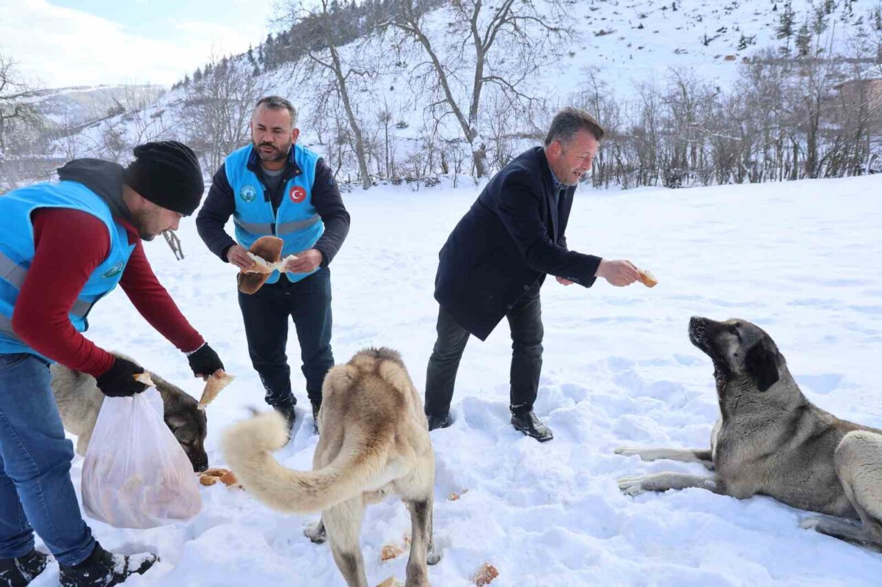 Adana’nın yüksek rakımlı bölgelerinde karla kaplanan yayla ve ormanlık alanlardaki