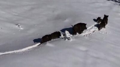 Erzincan’da etkili olan kar yağışının ardından beyaza bürünen arazide ilerleyen