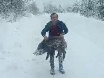 Sinop’un Erfelek ilçesinde karlı yolda karşılaştığı yaban domuzu sürüsünden bir