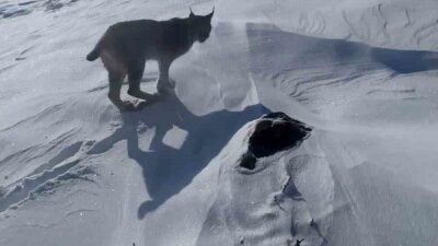 Bingöl’ün Karlıova ilçesinde nesli tükenme tehlikesi altında bulunan bir vaşak,