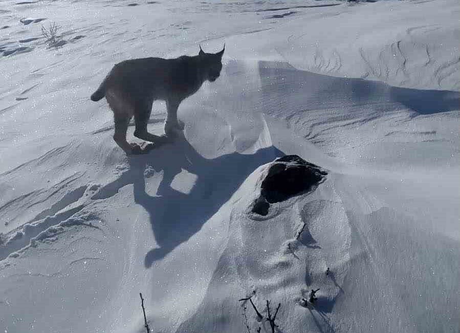 Bingöl’ün Karlıova ilçesinde nesli tükenme tehlikesi altında bulunan bir vaşak,