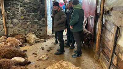 Kars’ta ağıla giren aç kurtlar 130 koyunu telef etti. Kars’ın