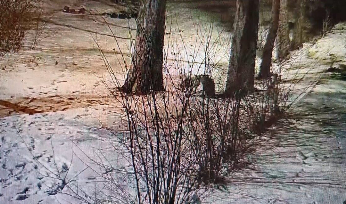 Kars’ta 2 kızıl tilkinin, bir sitenin bahçesinde karlar üstünde kovalamaca