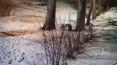 Kars’ta 2 kızıl tilkinin, bir sitenin bahçesinde karlar üstünde kovalamaca