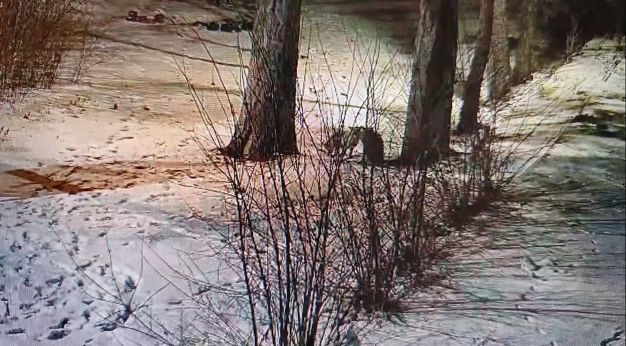 Kars’ta 2 kızıl tilkinin, bir sitenin bahçesinde karlar üstünde kovalamaca