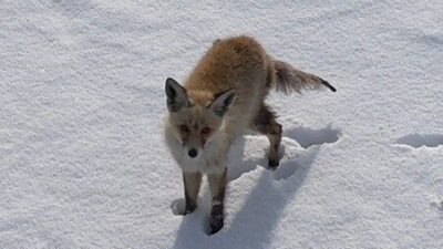 Kars’ta dondurucu soğukta yiyecek arayan tilkinin kendisini görüntüleyen dronu fark