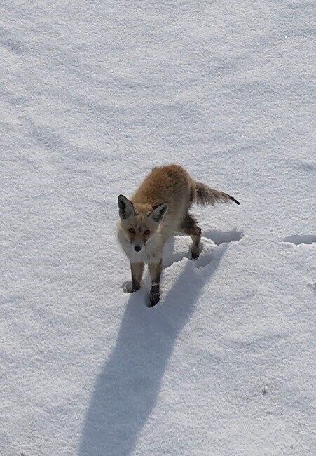 Kars’ta dondurucu soğukta yiyecek arayan tilkinin kendisini görüntüleyen dronu fark