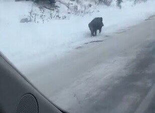 Kars’ta kış şartlarında yiyecek bulmakta zorlanan yaban domuzunun kara yolunda