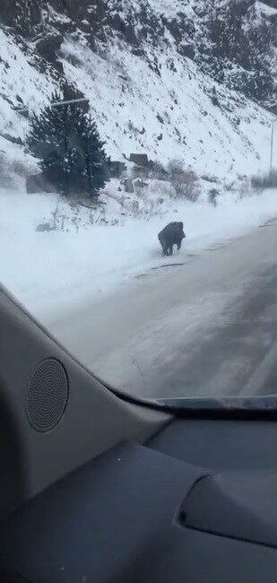 Kars’ta kış şartlarında yiyecek bulmakta zorlanan yaban domuzunun kara yolunda