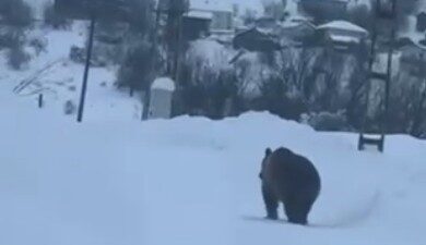 Kastamonu’nun Ağlı ilçesinde kış uykusuna yatamayan bozayı, ilçe merkezine yakın