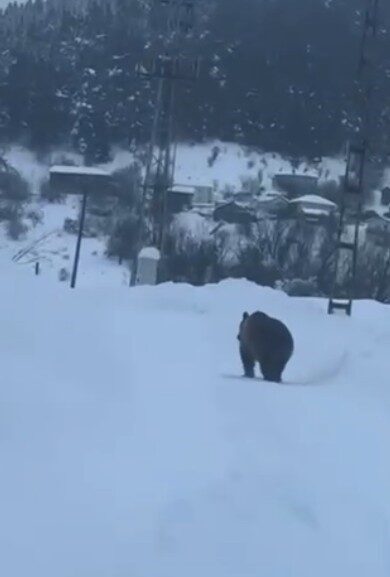 Kastamonu’nun Ağlı ilçesinde kış uykusuna yatamayan bozayı, ilçe merkezine yakın