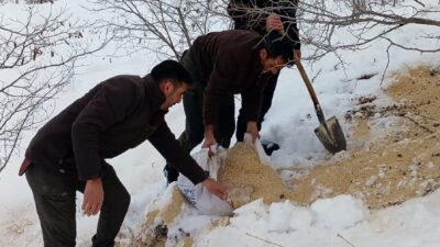 Erzincan’ın Kemah ilçesinde, ağır kış şartları nedeniyle yiyecek bulmakta zorlanan