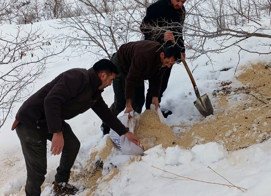Erzincan’ın Kemah ilçesinde, ağır kış şartları nedeniyle yiyecek bulmakta zorlanan