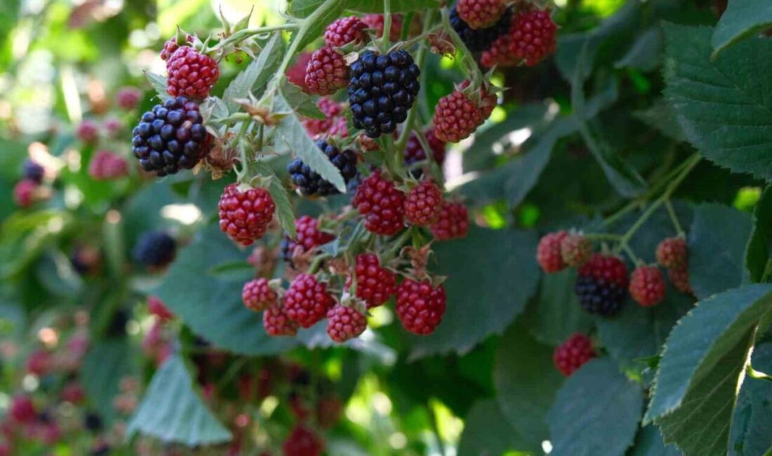 Kestel Belediye Başkanı Ferhat Erol, Uludağ eteklerindeki köylerde ahududu ve