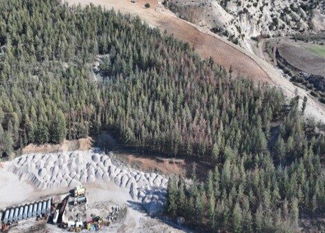 Kilis’te ormanlık alanlarda etkisini artıran Akdeniz çam kabuk böceğine karşı