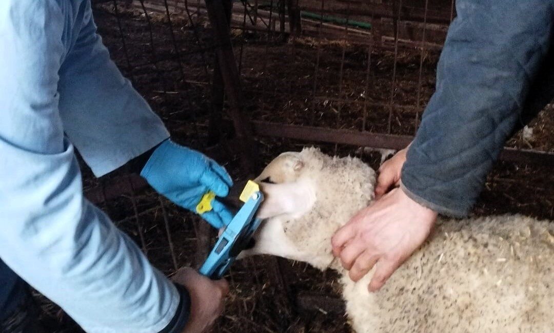 Kırklareli Tarım ve Orman İl Müdürlüğü teknik ekiplerince küpe takılan