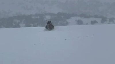Sivas’ta bir vatandaş, aracıyla ilerlediği esnada kış uykusuna yatmayan ayıyı