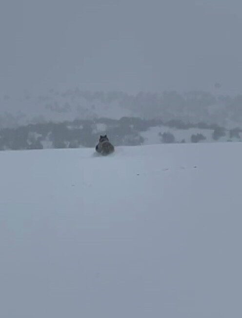 Sivas’ta bir vatandaş, aracıyla ilerlediği esnada kış uykusuna yatmayan ayıyı