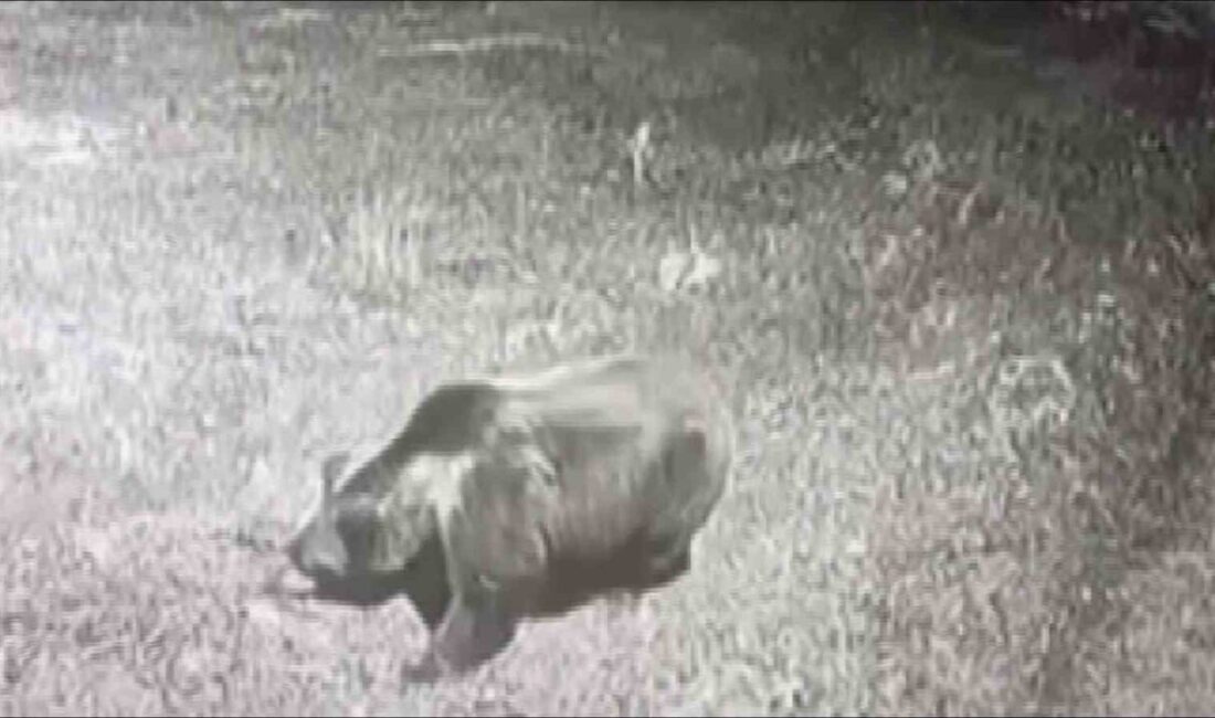 Amasya’nın Gümüşhacıköy ilçesinde bir köyde görüntüsü güvenlik kamerasına takılan ayı