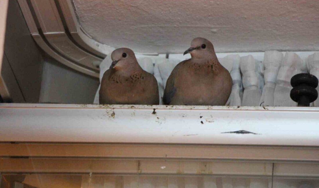 Amasya’da bir çift kumru kuşu, kışın ortasında evin balkon camına