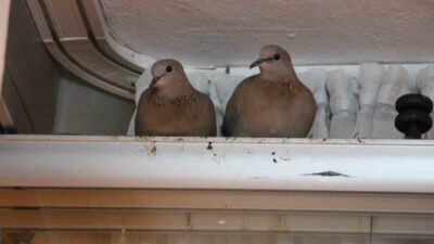 Amasya’da bir çift kumru kuşu, kışın ortasında evin balkon camına